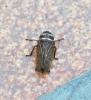 Aphrodes (bicinctus-makarovi)